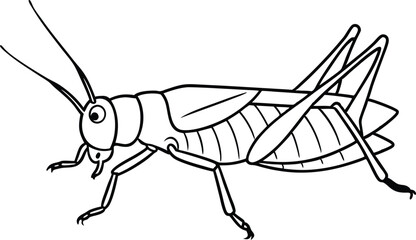 Grasshopper vector line art illustration