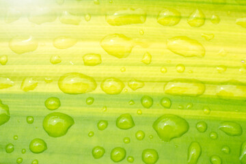 Rain Water droplets on green leaves for Nature Background.