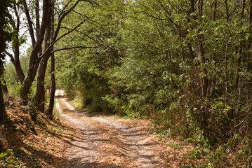 Mountain forest path in the summer. Wild mountain road and green trees during the summer season. Road in the wild forest. 