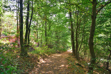 Mountain forest path in the summer. Wild mountain road and green trees during the summer season. Road in the wild forest. 