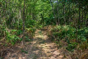 Mountain forest path in the summer. Wild mountain road and green trees during the summer season. Road in the wild forest. 