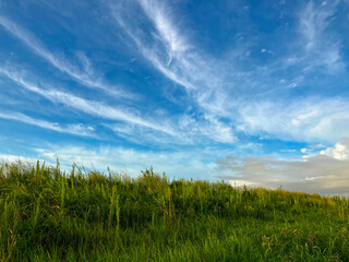 Obraz premium 青い空と雲と緑茂る丘