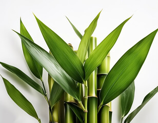 Obraz premium bamboo stalk isolated on white background