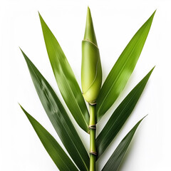Obraz premium bamboo stalk isolated on white background