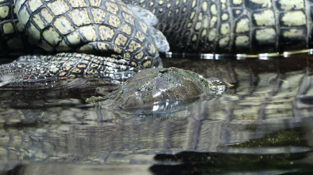 The Indian roofed turtle - Pangshura tecta, looks at The gharial (Gavialis gangeticus)