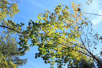 Trees with colorful leaves, blue sky. Autumn. Colorful deciduous trees