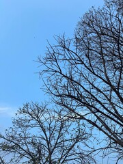 tree against sky