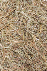 Dried meadow hay straw background backdrop. Animal feed bedding concept