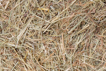 Dried meadow hay straw background backdrop. Animal feed bedding concept