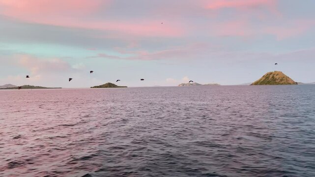 Flying foxes flying over the ocean towards Kalong Island, Indonesia.