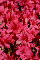 Beautiful red azalea blossoms in the spring sunshine.