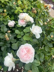 bouquet of roses