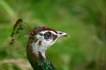 Pfau portret © Sylwester