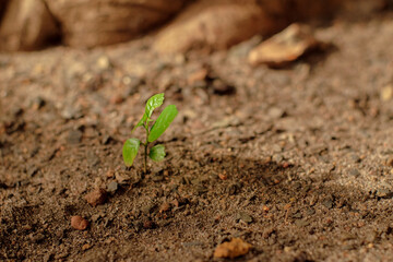 saplings growing from the ground