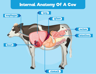 Internal Anatomy of a Cow