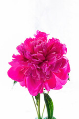 fresh peony on the white