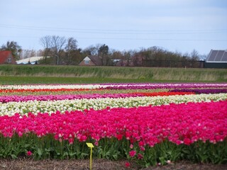 Champs de fleurs