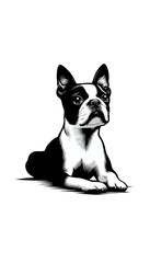 アメリカのボストンテリアのモノトーン画像。フレンドリーで知的、コンパクトな体型の小型犬。