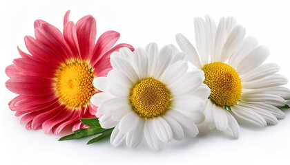 Obraz premium daisy flowers isolated on white background
