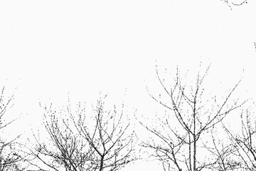 tree on sky abstract texture dot art, branch background
