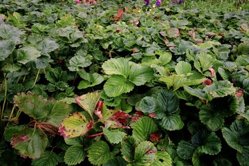 red and green plants