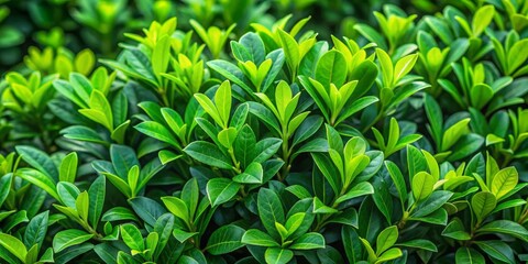 Verdant foliage of a green bush with intricate leaves and lush texture