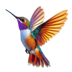 Fototapeta premium Vibrant Hummingbird in Flight isolated on white or transparent background, png clipart, design element. Easy to place object on any other background.