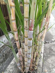 bamboo forest in the morning