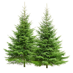 Fototapeta premium Lush Green Pine Trees isolated on white or transparent background, png clipart, design element. Easy to place object on any other background.