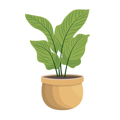 House plants in pots. Element for design house, room or office. Isolated element on white background.
