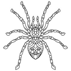 Hand drawn of spider in zentangle style