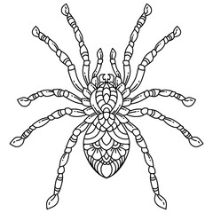 Hand drawn of spider in zentangle style