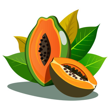 recommend clip art: Fresh, bright, exotic whole and sliced colorful papaya with leaf fruit vector illustration, summer-fresh ripe papaya in cartoon-style vector art.