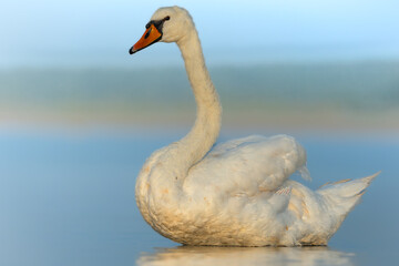 Obraz premium Baltic Sea on summer Bird Mute Swan Cygnus olor in blue background, Poland Europe