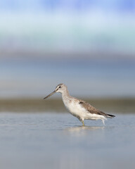 Shorebird Greenshank Tringa nebularia bird with long beak, standing in the mud, blurred background, migratory bird, summer in Poland, Europe