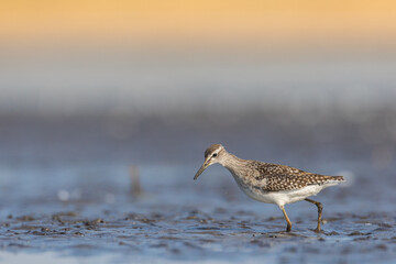 Shorebirds - Wood Sandpiper Tringa glareola, wildlife Poland Europe end of summer migratory bird