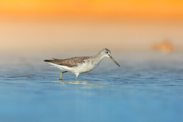 Shorebird Greenshank Tringa nebularia bird with long beak, standing in the mud, blurred background, migratory bird, summer in Poland, Europe