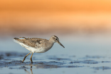 Shorebirds - Wood Sandpiper Tringa glareola, wildlife Poland Europe end of summer migratory bird