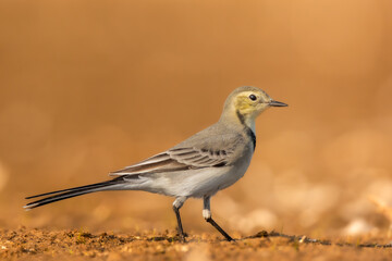 Bird juvenile White wagtail Motacilla alba small bird with long tail on light blurred background, Poland Europe