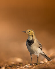 Bird juvenile White wagtail Motacilla alba small bird with long tail on light blurred background, Poland Europe