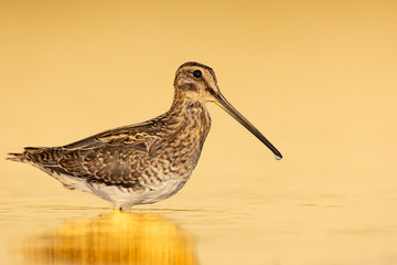 Shore bird Common snipe Gallinago gallinago small bird with long beak, Poland Europe