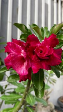Japanese frangipani flower with stacked flower petals, Adenium obesum blooming. red pink adenium flowers on a white iron fence background