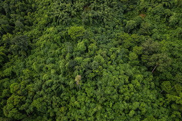 Beautiful aerial top view of green forest in rural Thailand.