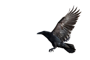 Birds flying raven isolated on white background Corvus corax. Halloween - flying bird silhouette of a black bird in flight cut out on a white background for use in graphic arts