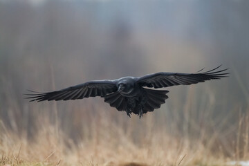beautiful black raven Corvus corax flying bird North Poland Europe	

