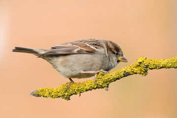 Bird - House sparrow Passer domesticus sitting on the branch