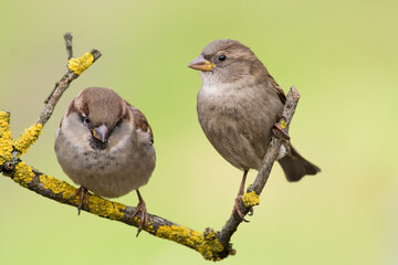 Bird - House sparrow Passer domesticus sitting on the branch