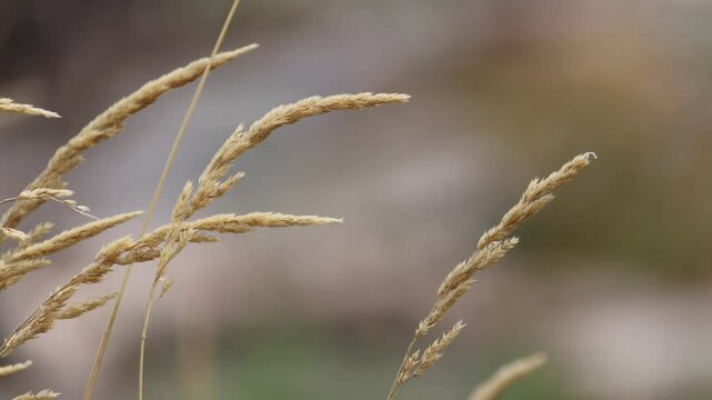 Grass Waving in The Wind