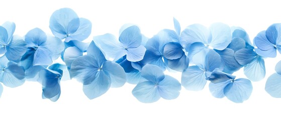 Light blue hydrangea petals softly floating, isolated on a white background, leaving room for text in the lower half of the image.