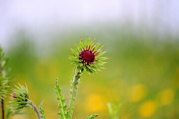 Distel